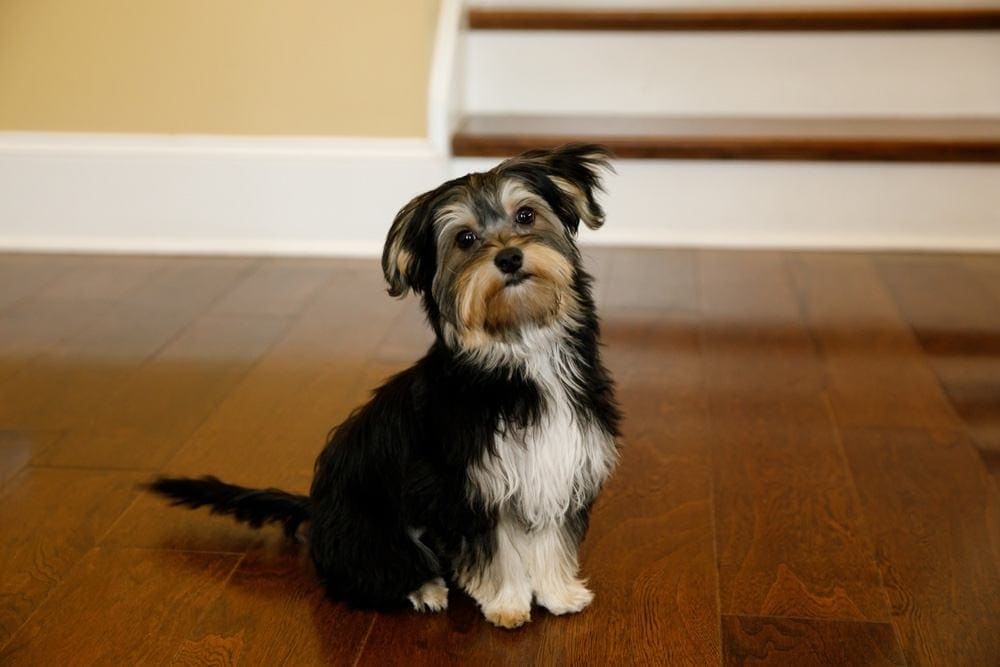 How to Get Dog Poop Smell & Stains Out of Hardwood Floors: 4 Effective Ways