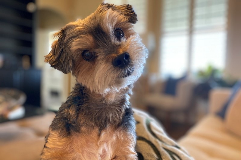 Maltipoo Yorkie Mix Dog Breed: Info, Pictures, Care & More
