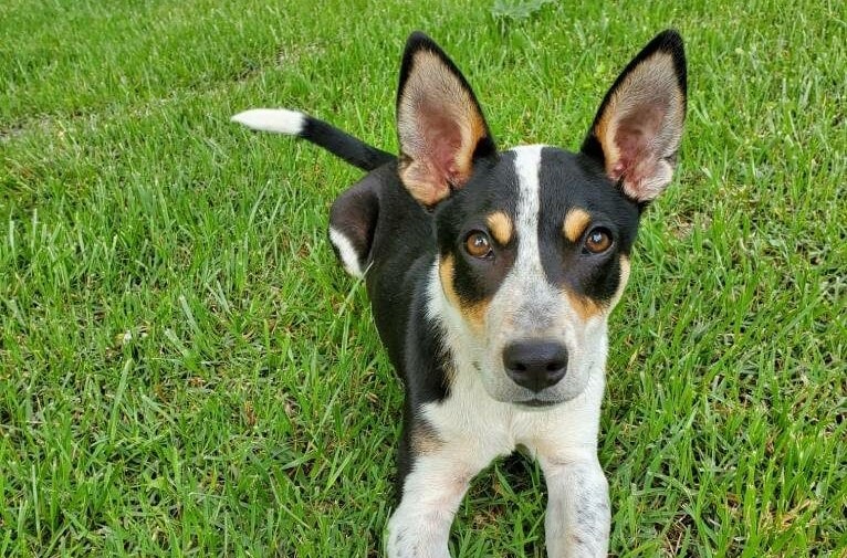 Mountain Feist Dog Breed: Info, Pictures, Care & More
