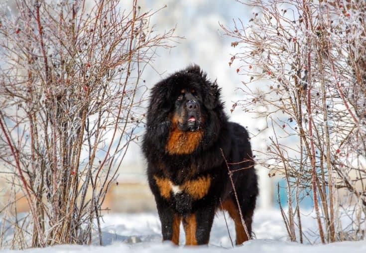 Mountain Mastiff (Bernese Mountain Dog & Mastiff Mix): Info, Pictures, Care & Traits