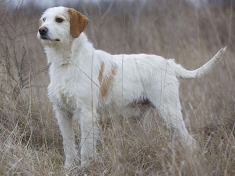 Istrian Coarse-Haired Hound Dog Breed: Info, Pictures, Care & More