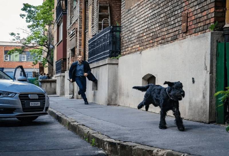 What Breed of Dog Is Tank on FBI International? History, Appearance & More