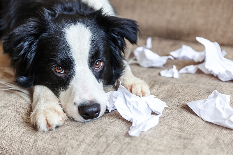 9 Dogs Prone to Anxiety (With Pictures)