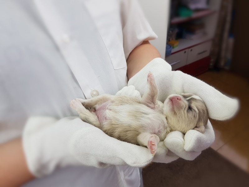 Newborn puppy held by veterinarian, Natalivideo, Shutterstock