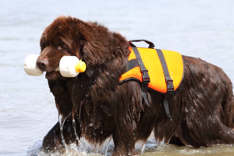 What Are Water Rescue Dogs? Purpose, Types & FAQ