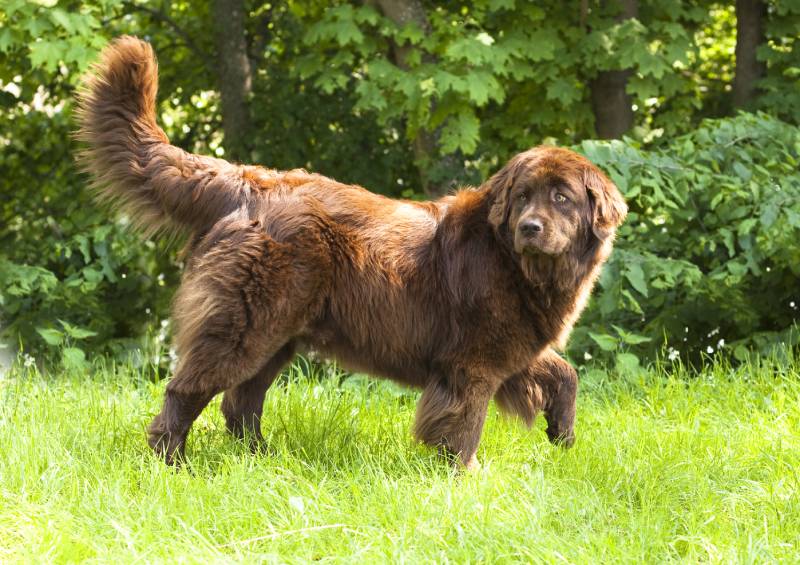 How Aggressive Are Newfoundland Dogs? Vet-Verified Facts & Care Tips