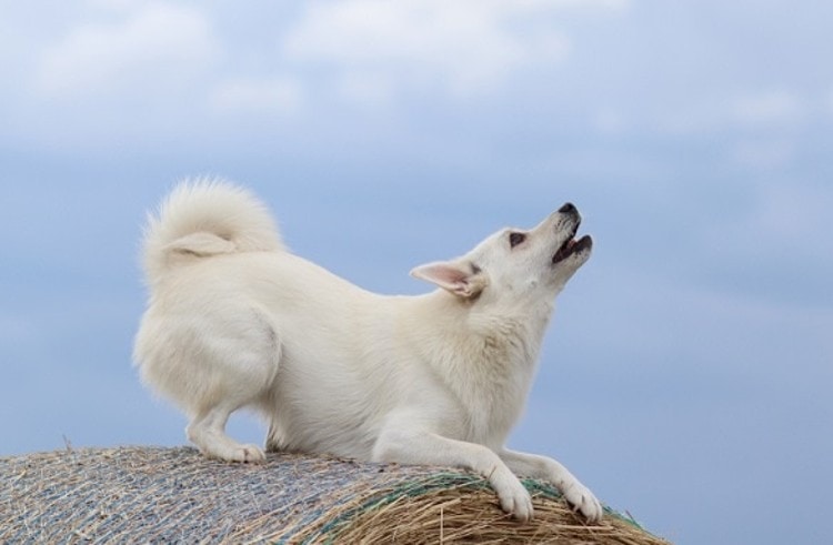 How to Teach a Dog to Howl: 5 Vet-Approved Tips & Tricks