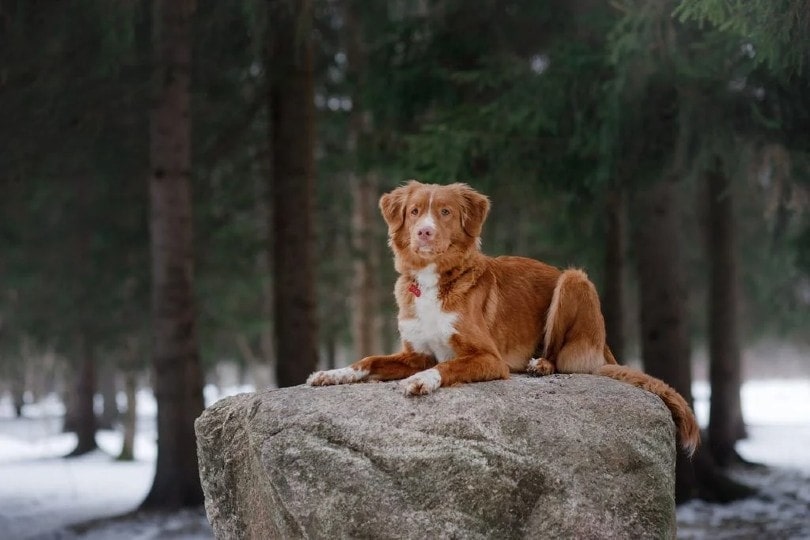 Top 10 Duck Hunting Dog Breeds (With Info & Pictures)