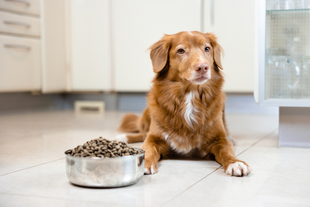 Can Dog Food Make Your Dog Smell? Vet-Verified Nutrition Facts