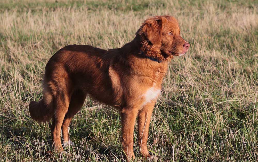 Nova scotia duck tolling retriever