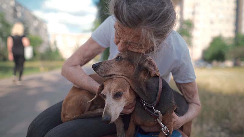 Why Is My Dachshund So Needy? 5 Common Reasons