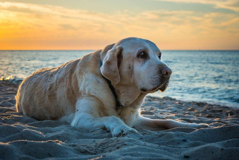 Top 10 Dog-Friendly Beaches in Hawaii: Off-Leash & On-Leash Places to Go