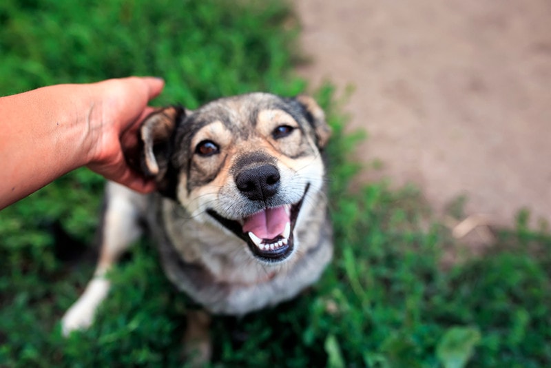 Why You Should Never Pat a Dog on the Head: Reasons & Understanding Canine Behaviors