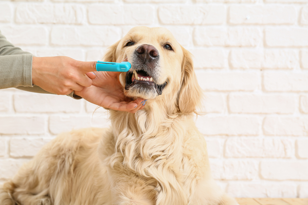 How Often Should You Brush a Dog's Teeth: Vet-Approved Guide