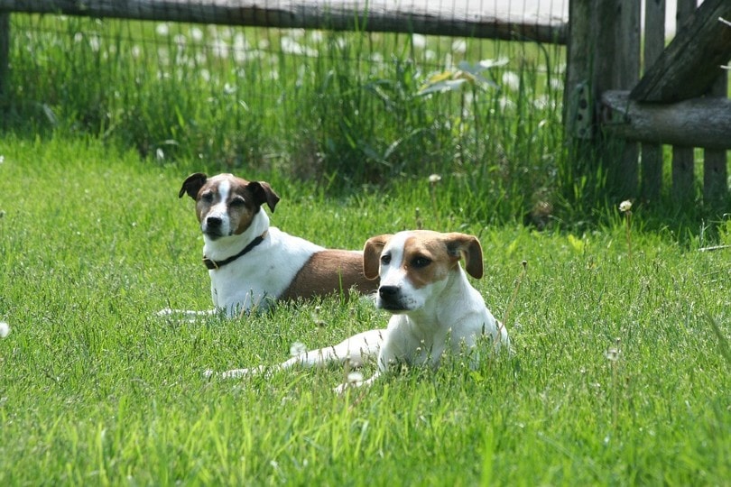 The Consequences of Overbreeding Dogs: Vet-Reviewed Risks & Animal Welfare