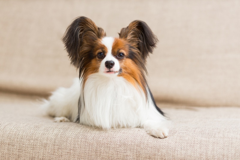 10 Interesting Papillon Facts: Traits & History