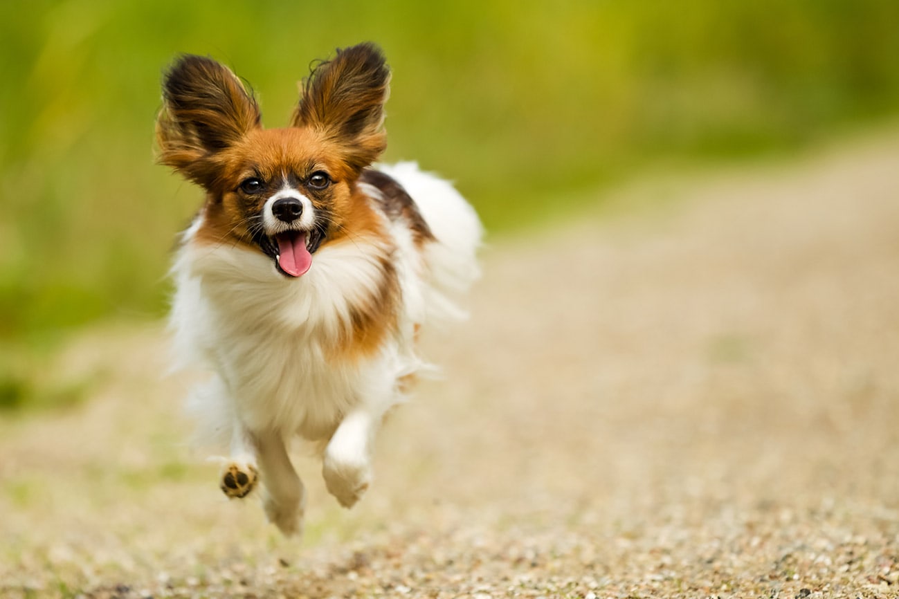What Were Papillons Bred For? Origin & History