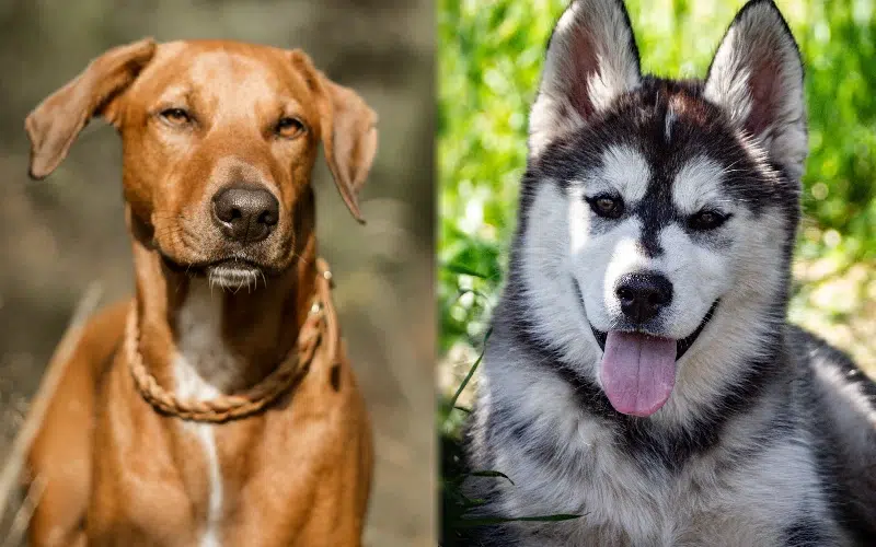 Rhodesian Husky Mix Breed: Info, Pictures, Care Guide & More