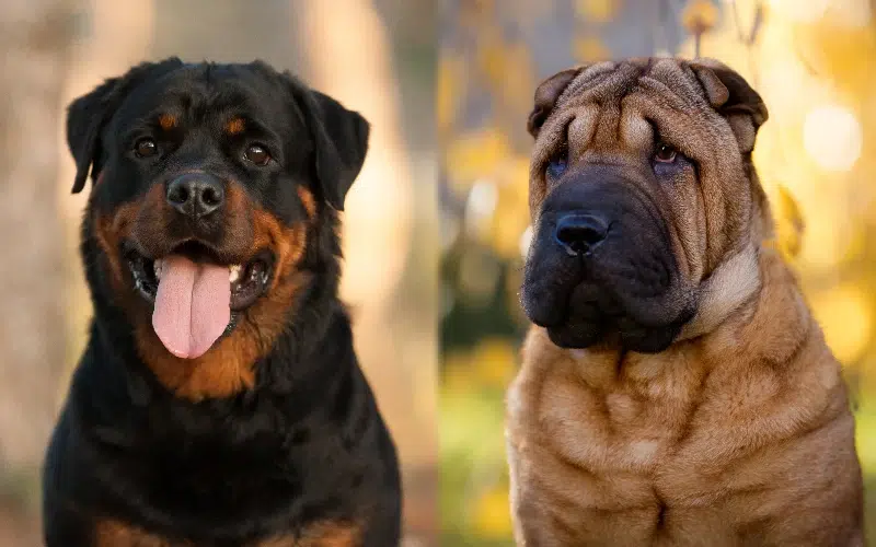 Rott Pei (Shar Pei Rottweiler Mix): Info, Pictures, Care & More