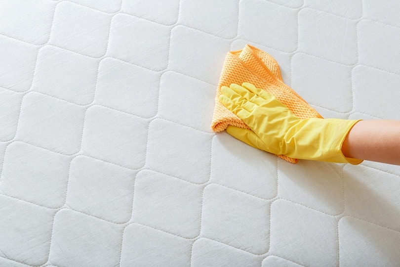 How to Get Dog Pee Smell & Stains Out of a Mattress: Expert Tips & Tricks