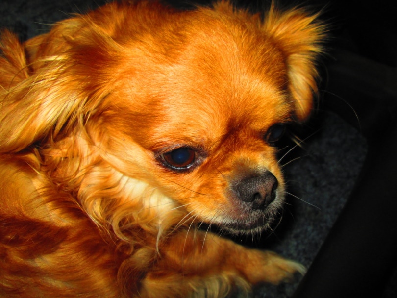 Cheeks (Chihuahua & Pekingese Mix): Info, Pictures, Care & More