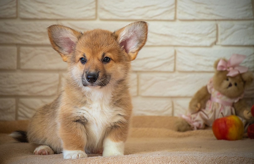 How Long Do Corgis Live? Average Lifespan, Data & Care