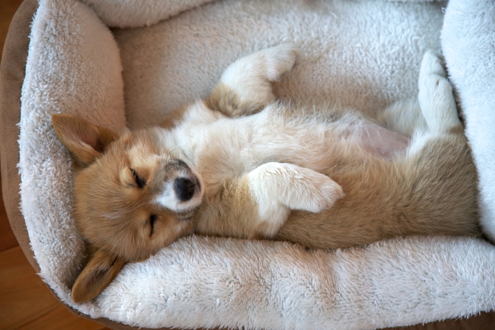Why Does My Corgi Sleep on Their Back? 3 Vet-Verified Reasons