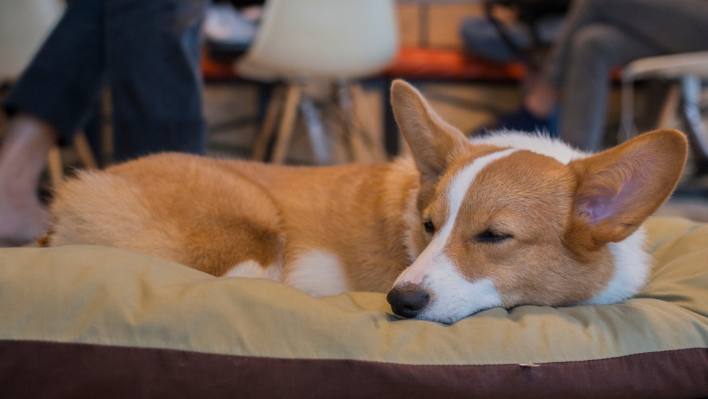 Pembroke Welsh Corgi sleeping on it’s bed