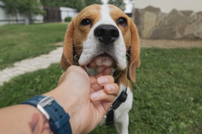 10 Famous Beagles From Around the World (With Pictures)