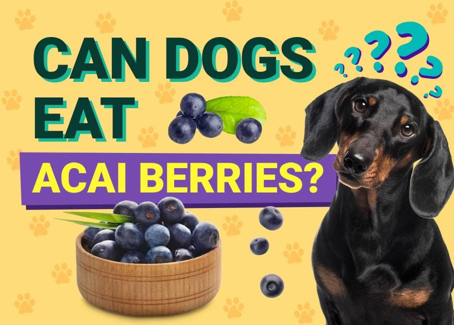 Can Dogs Eat Acai Berries? Vet-Verified Info, Benefits & Risks