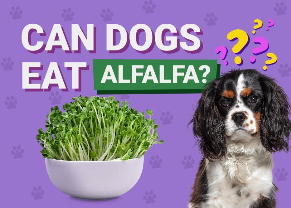 Can Dogs Eat Alfalfa? Vet-Verified Facts to Know