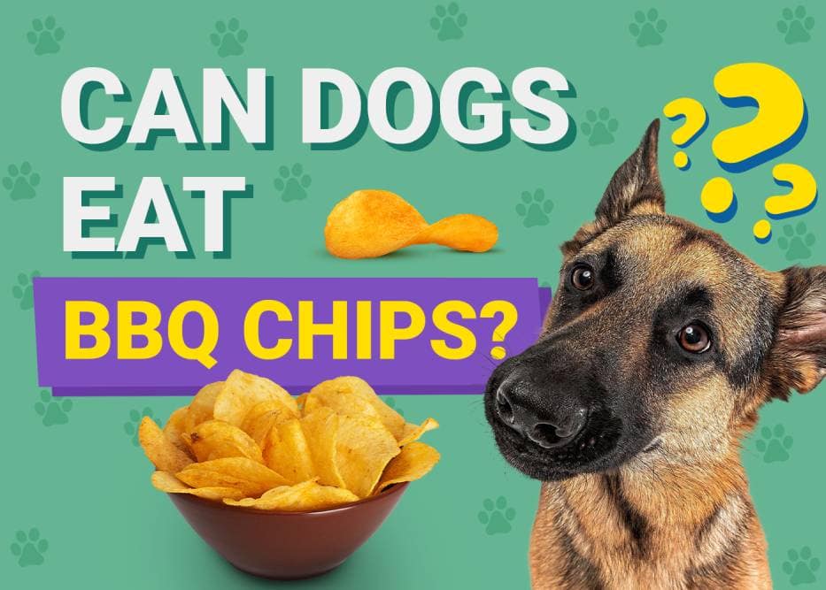 Can Dogs Eat BBQ Chips? Vet-Approved Facts & FAQ