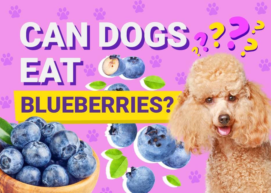 Can Dogs Eat Blueberries? Vet-Verified Nutrition Facts & Tips