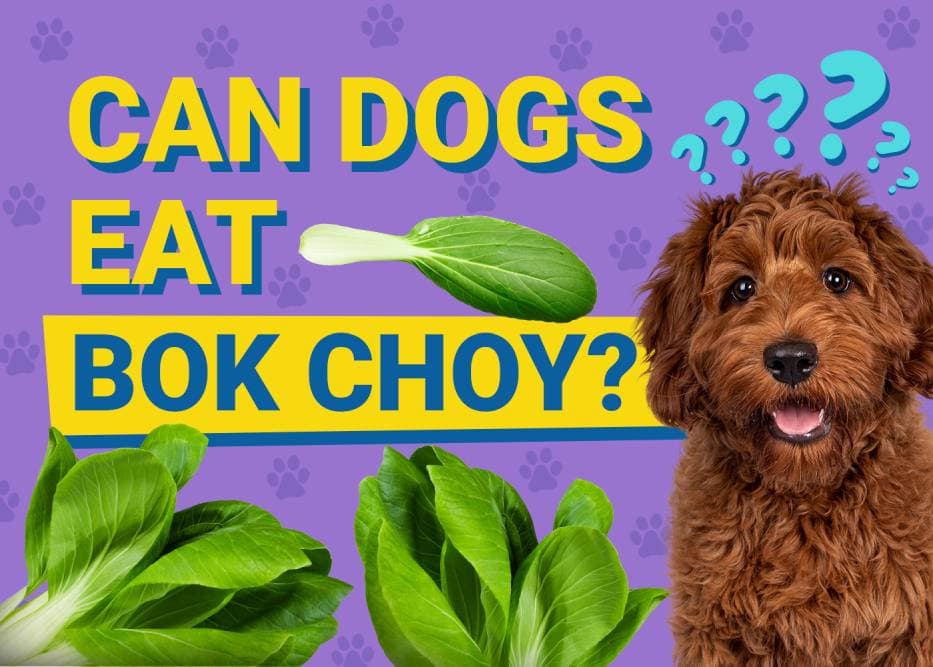 Can Dogs Eat Bok Choy? Vet-Verified Health Facts & FAQ