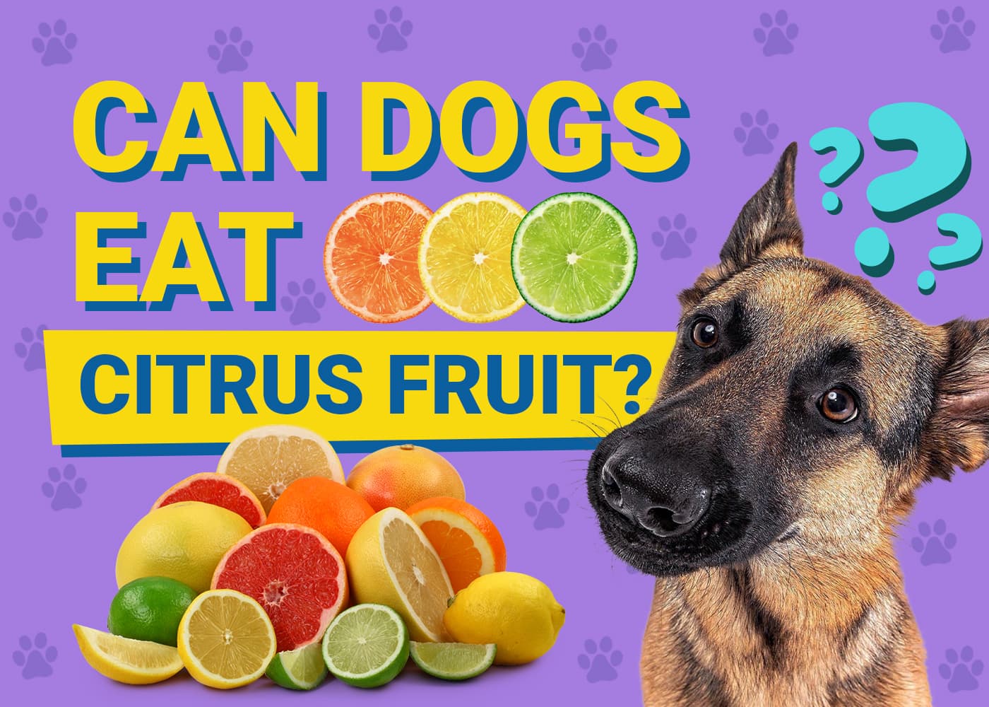Can Dogs Eat Citrus Fruit? Vet-Verified Nutrition Facts & FAQ