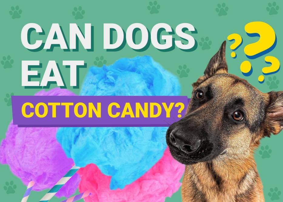 Can Dogs Eat Cotton Candy? Vet-Verified Facts & Safety Guide