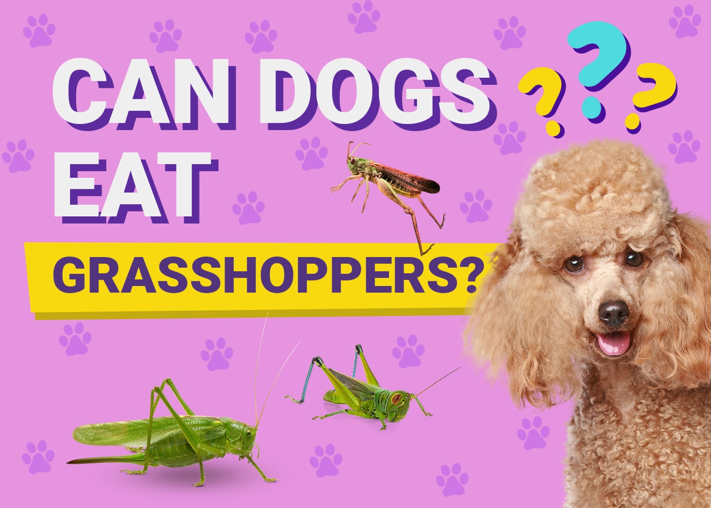 Can Dogs Eat Grasshoppers? Vet-Verified Facts & Potential Risks