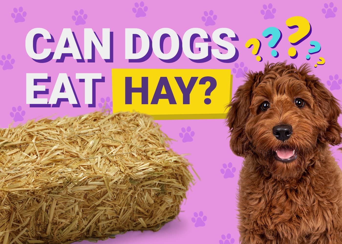 Can Dogs Eat Hay? Vet Approved Facts & Advice