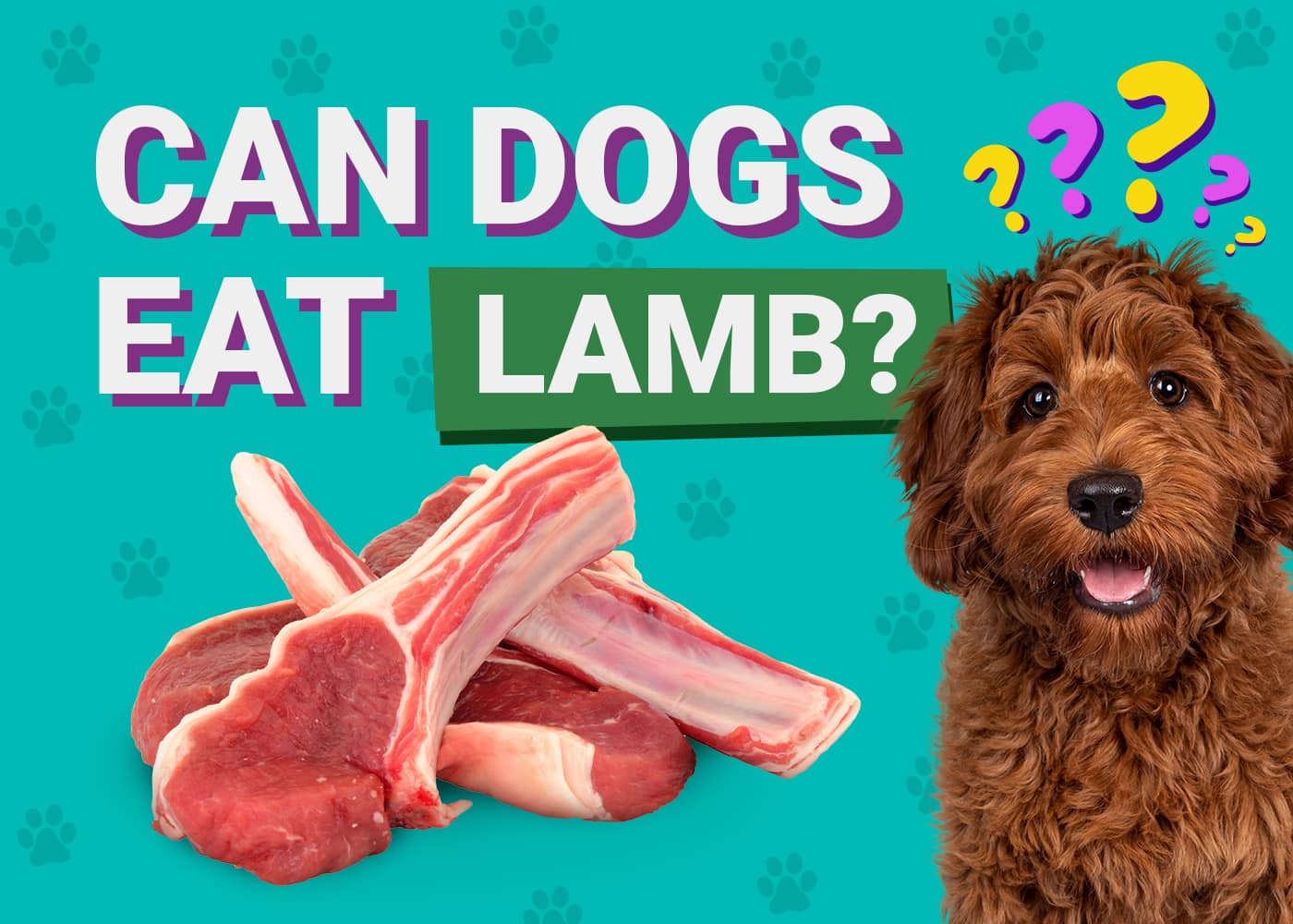 Can Dogs Eat Lamb? Vet-Approved Nutrition Info & Preparation Tips