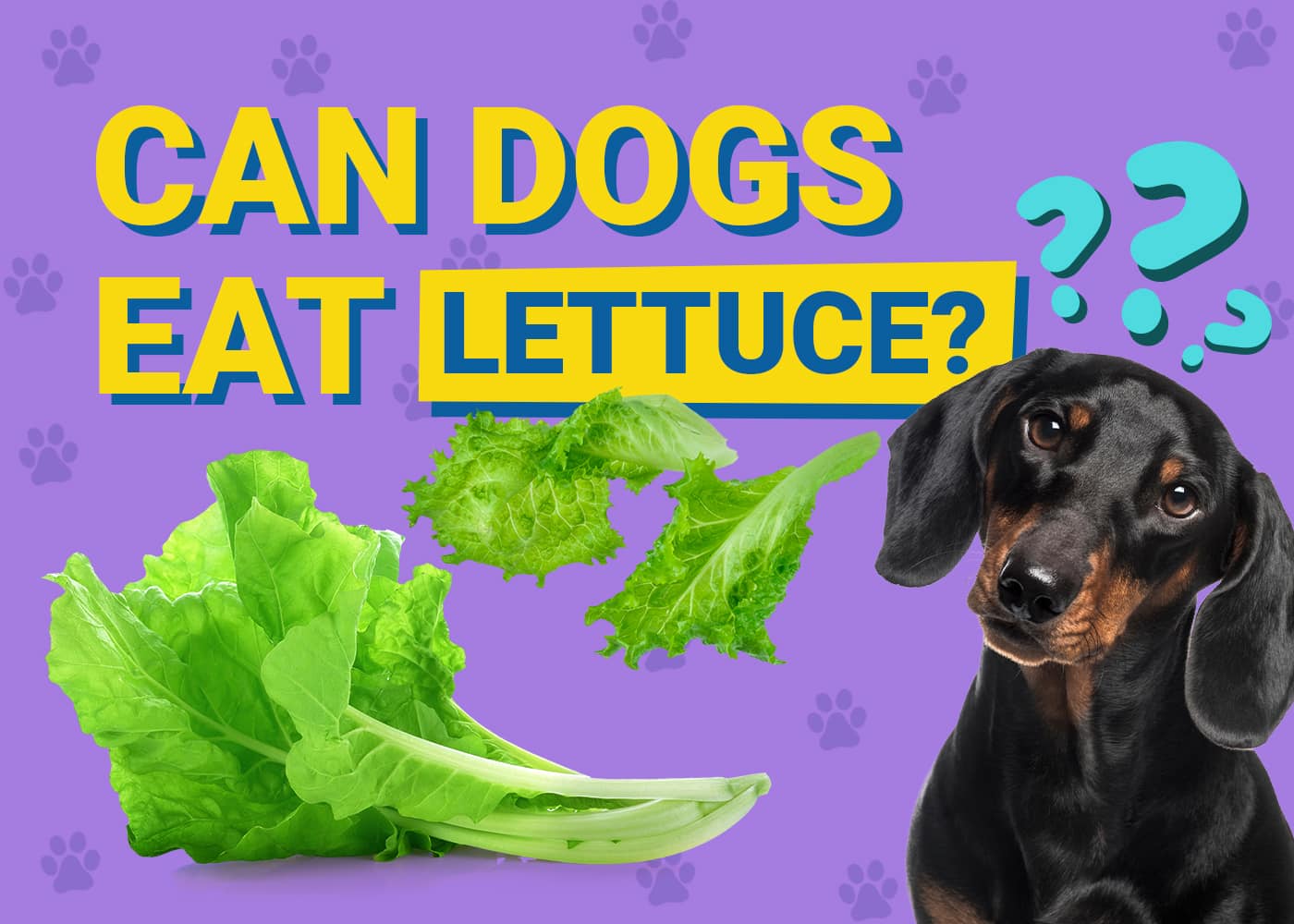 Can Dogs Eat Lettuce? Vet Approved Facts & FAQs