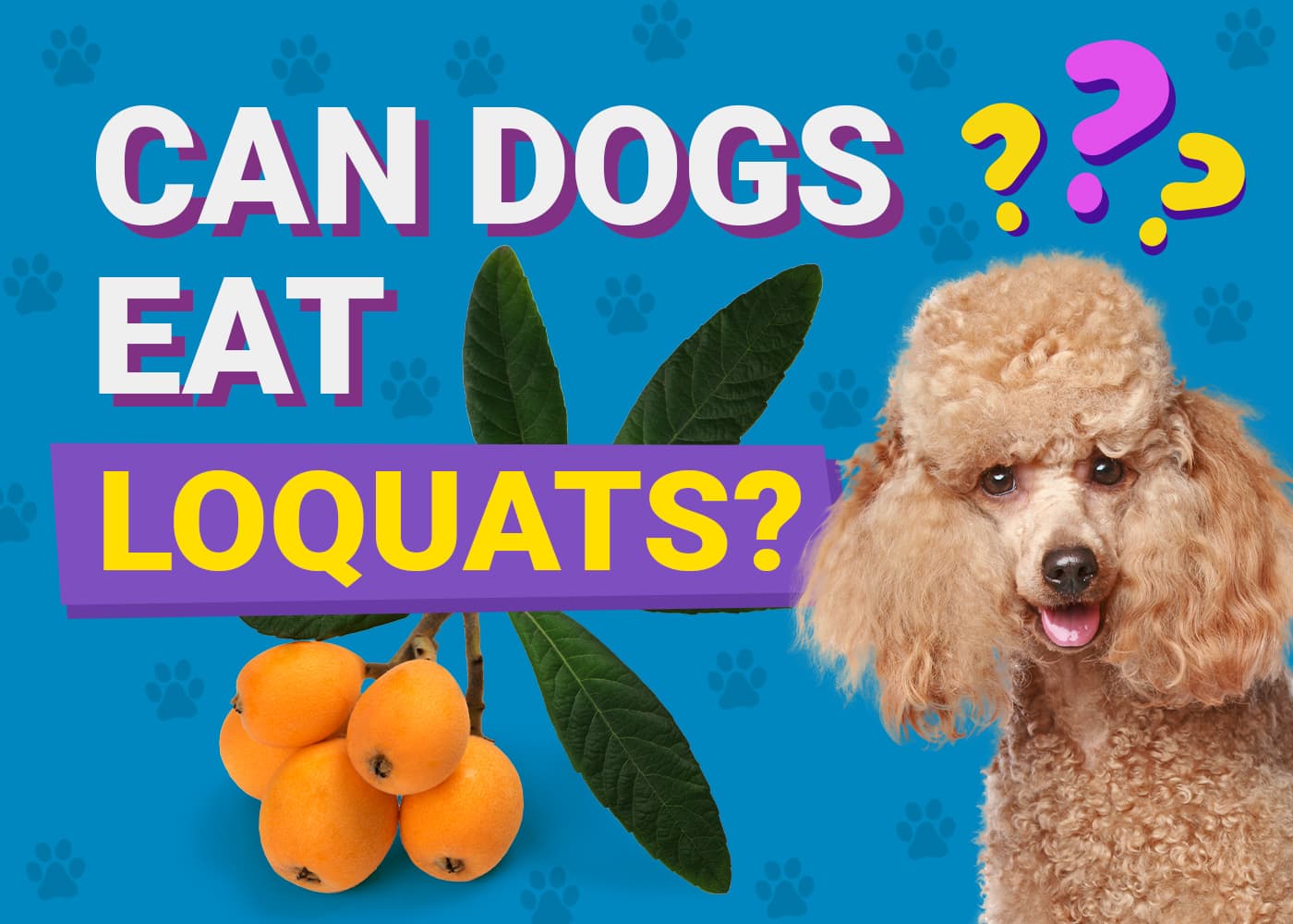 Can Dogs Eat Loquats? Vet-Approved Nutrition Facts