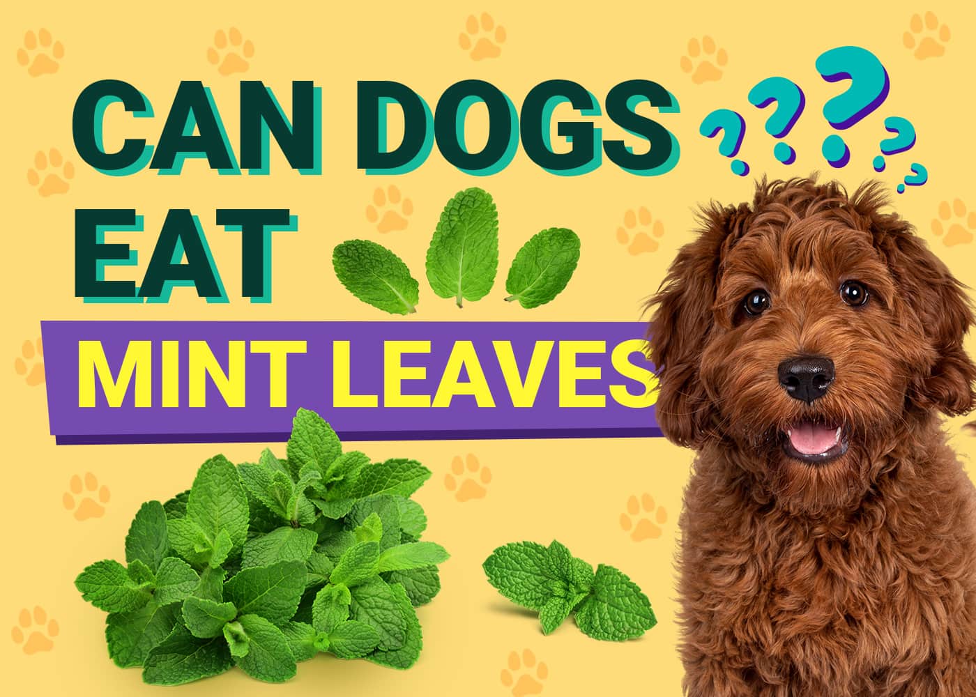 Can Dogs Eat Mint? Vet Approved Facts & FAQ