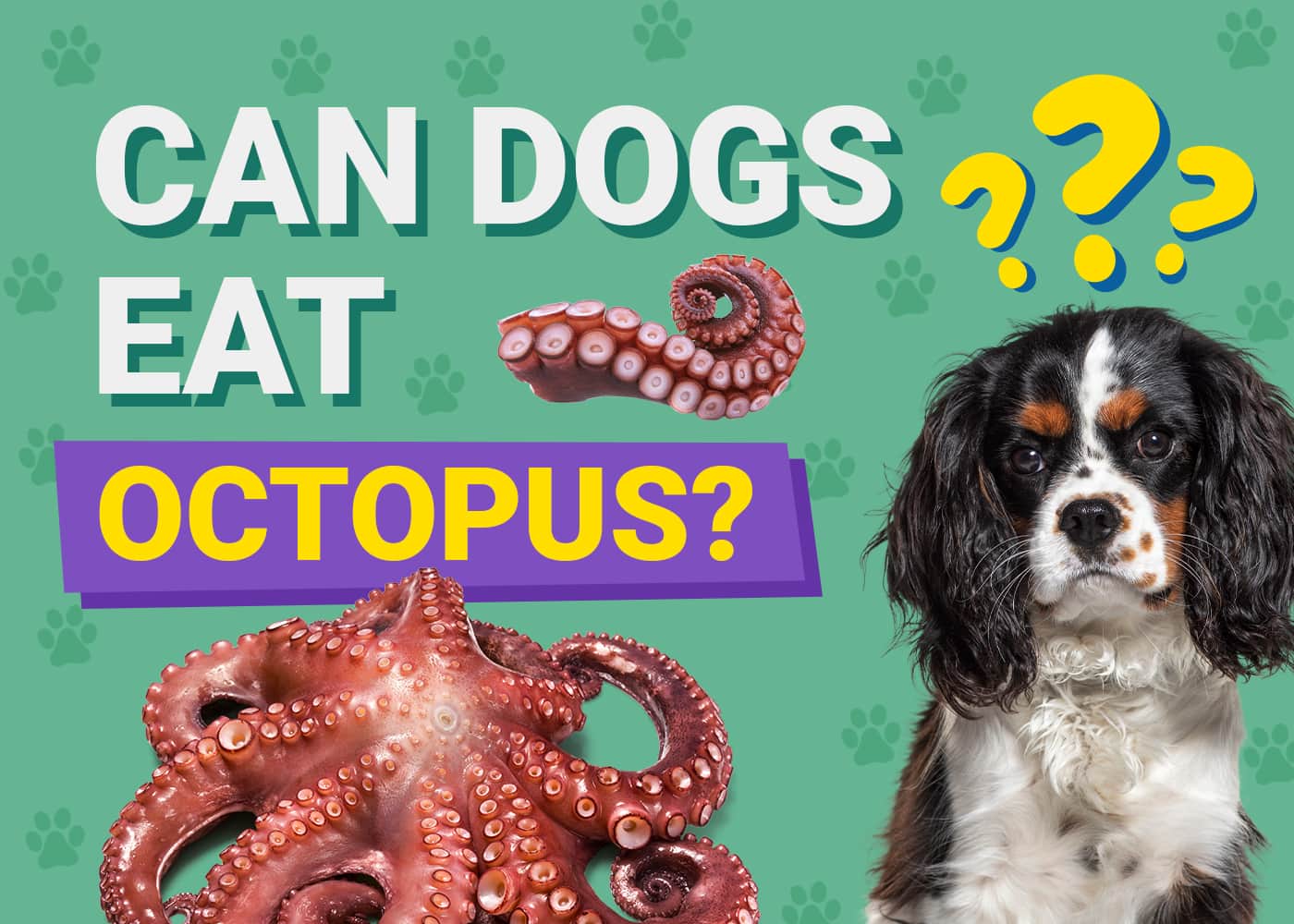 Can Dogs Eat Octopus? Vet-Approved Nutrition Info & Risks