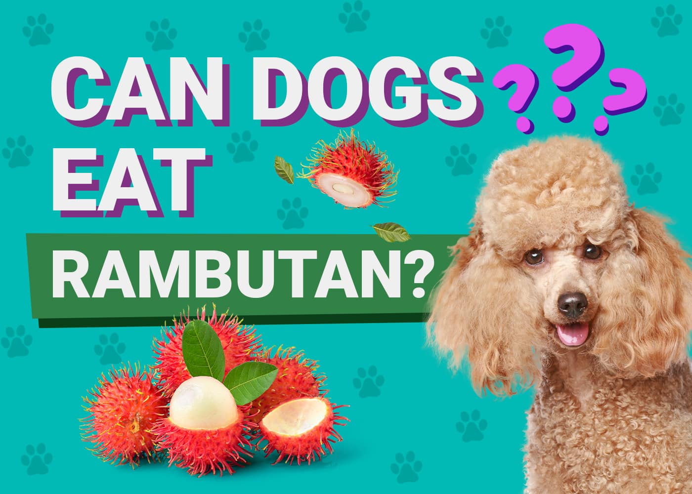 Can Dogs Eat Rambutan? Vet-Verified Safety Facts