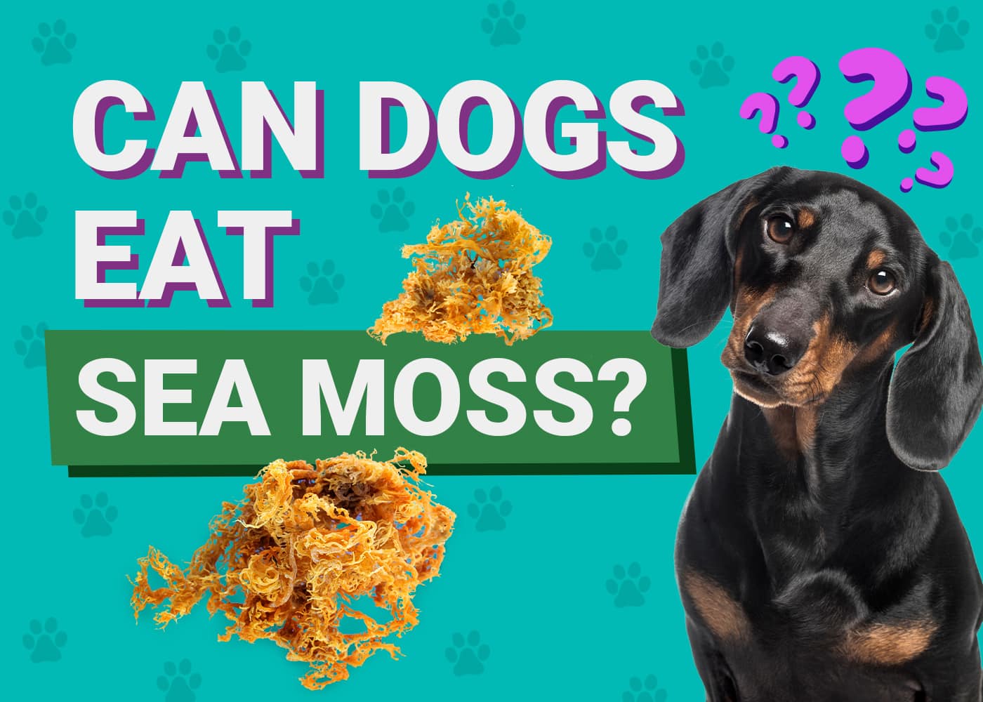 Can Dogs Eat Sea Moss? Vet-Verified Health Facts, Pros, Cons & FAQ