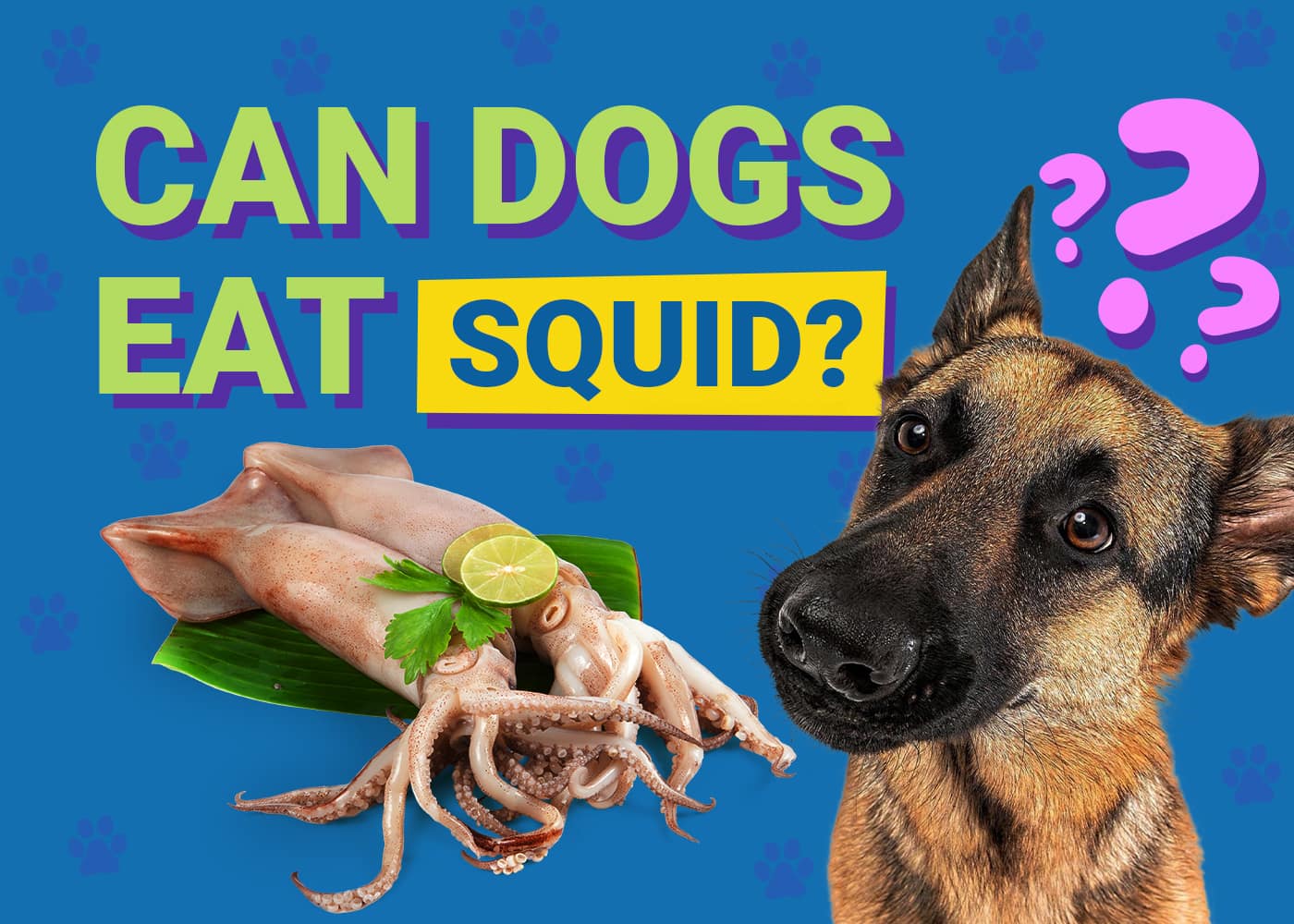 Can Dogs Eat Squid? Vet-Verified Health Benefits & FAQ
