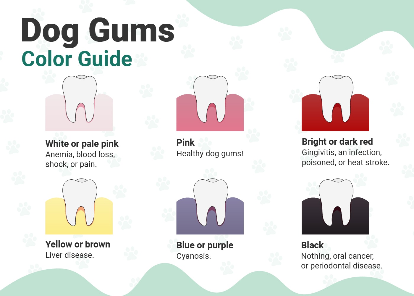 PetKeen_Healthy Dog Gums VS Unhealthy_Infographic_v2-1_Apr 28 2023