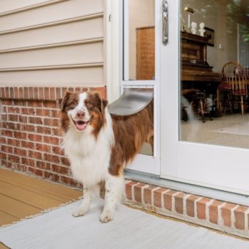 5 Best Dog Doors for Sliding Glass Doors in 2026 – Reviews & Top Picks