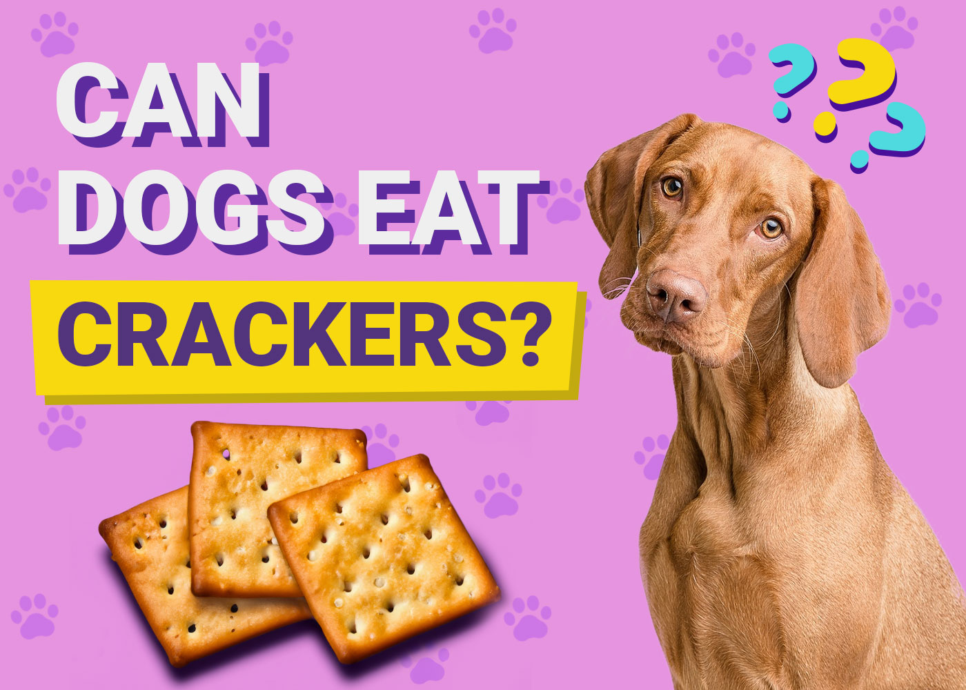 Can Dogs Eat Crackers? Vet-Reviewed Facts & FAQ