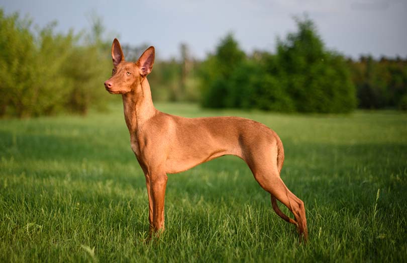 Pharaoh Hound Dog Breed: Info, Pictures, Facts & Traits